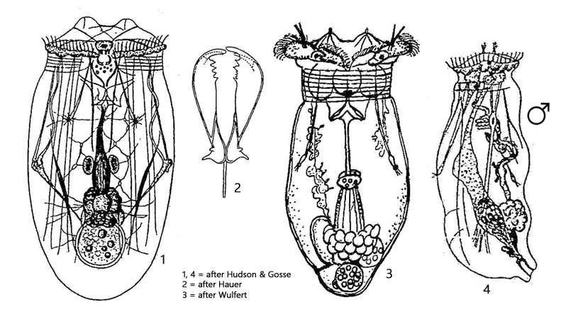 Asplanchna-priodonta