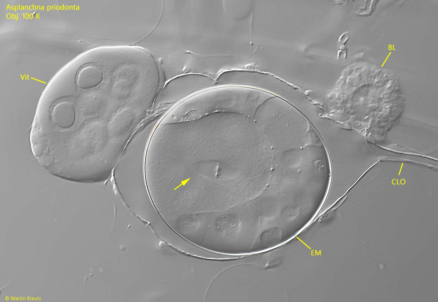 Asplanchna-priodonta