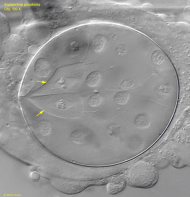 Asplanchna-priodonta