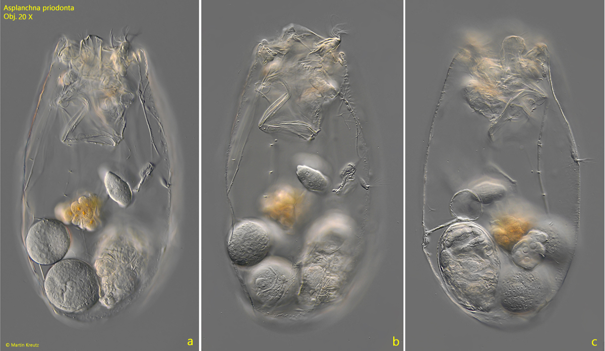 Asplanchna-priodonta