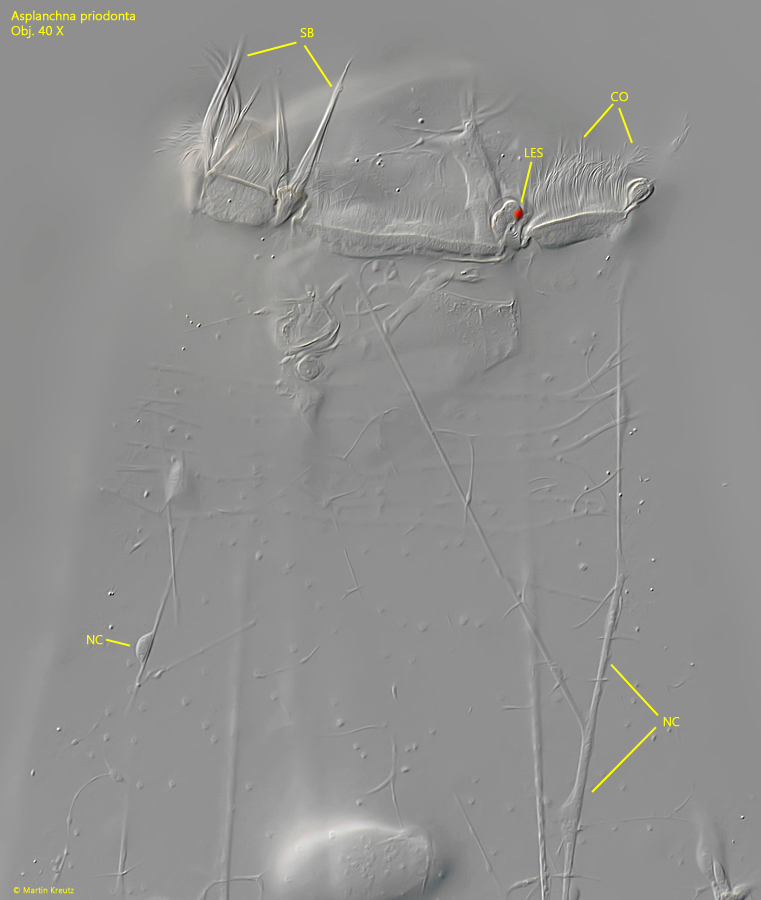 Asplanchna-priodonta