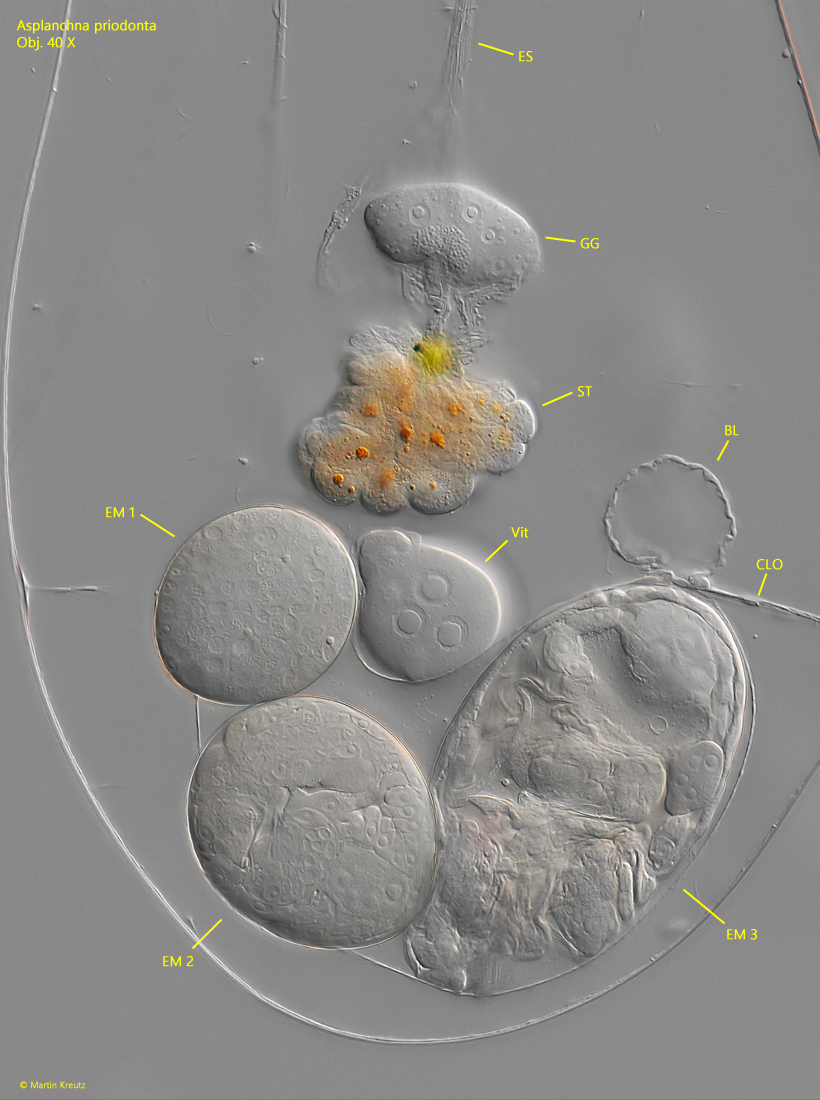 Asplanchna-priodonta