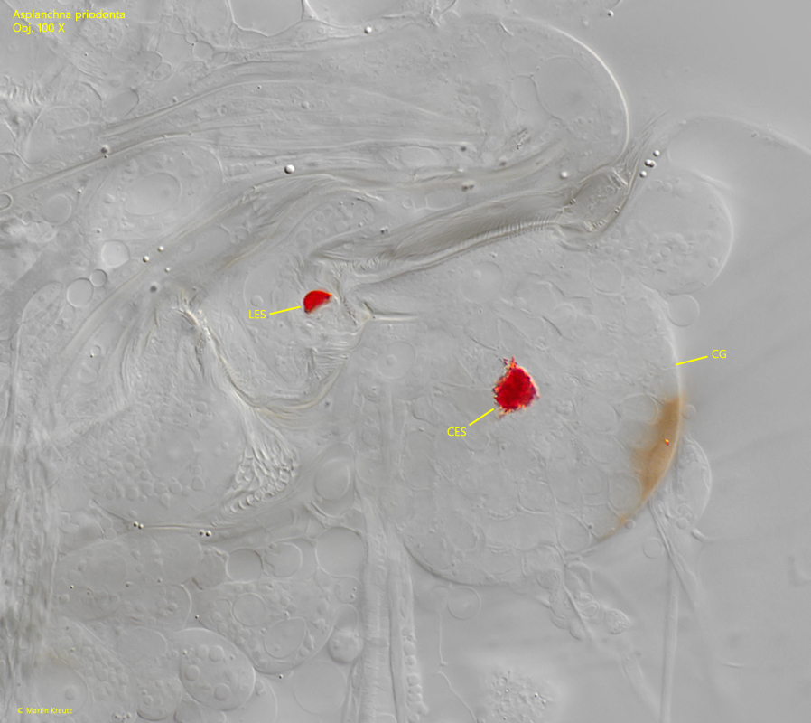 Asplanchna-priodonta