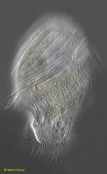 Brachonella-contorta