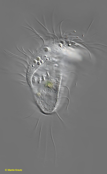 Brachonella-fastigata