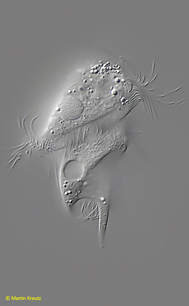 Caenomorpha-lauterborni