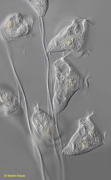 Carchesium-polypinum