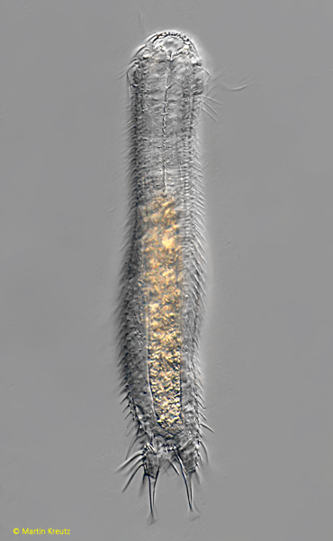 Chaetonotus-christianus