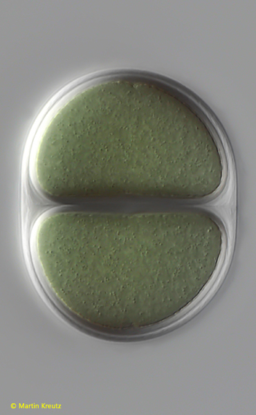 Chroococcus-giganteus