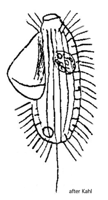 Cyclidium-pellucidum