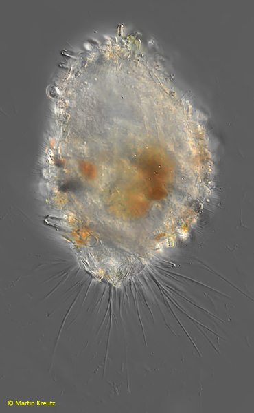 Diaphoropodon-mobile