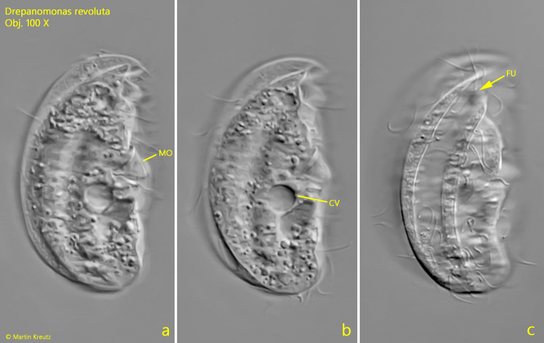 Drepanomonas-revoluta