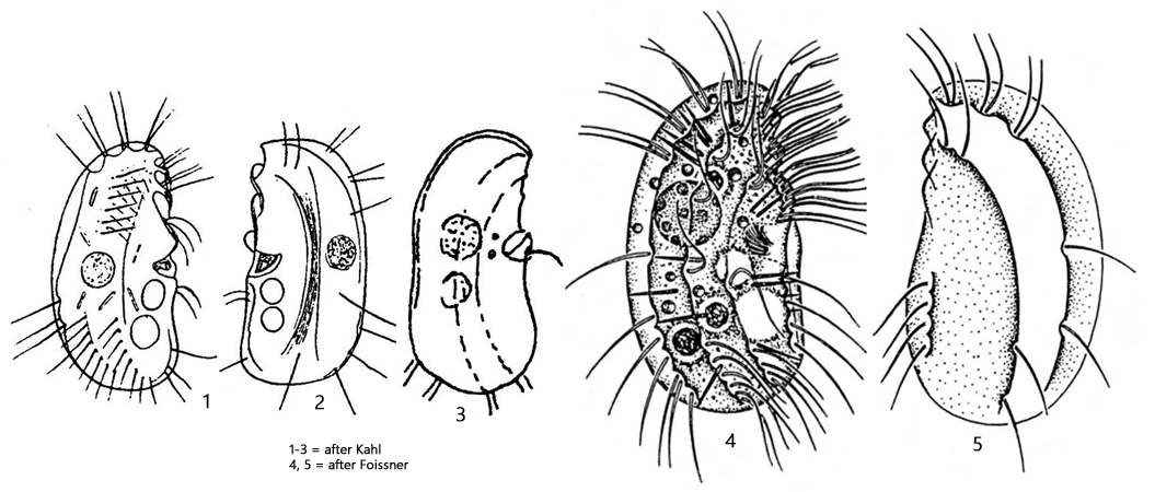 Drepanomonas-revoluta