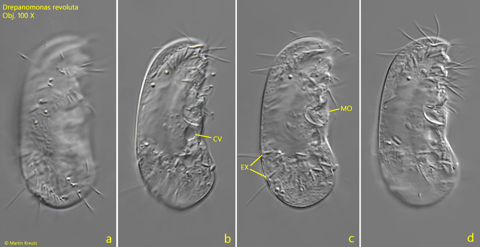 Drepanomonas-revoluta