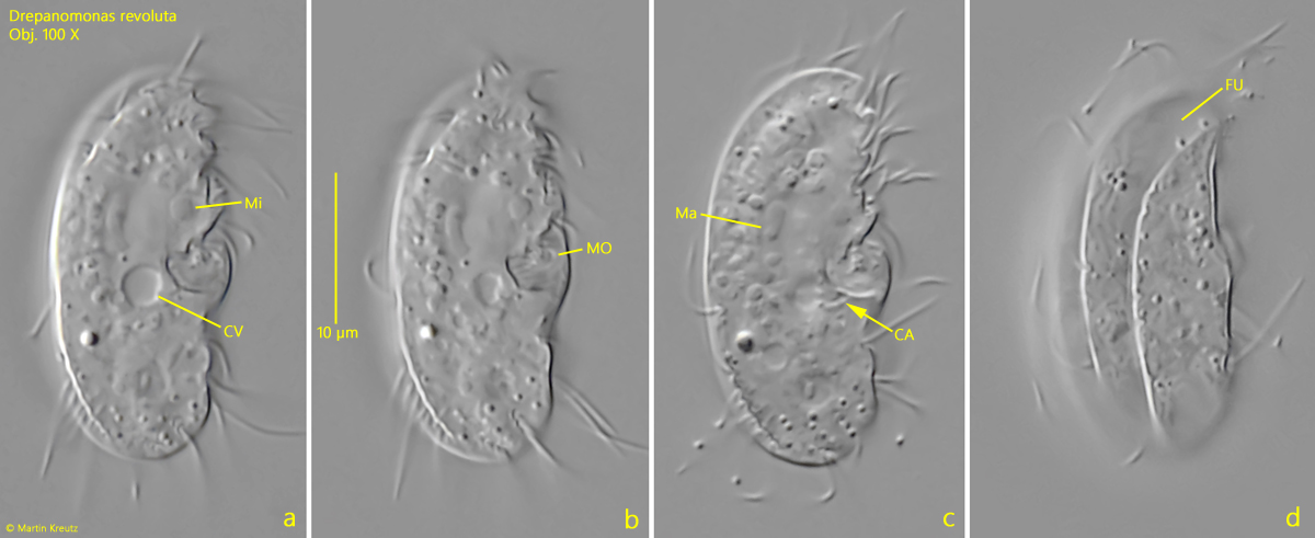 Drepanomonas-revoluta