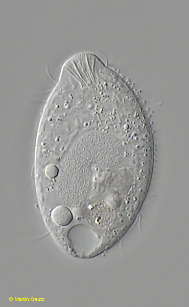 Enchelys-gasterosteus