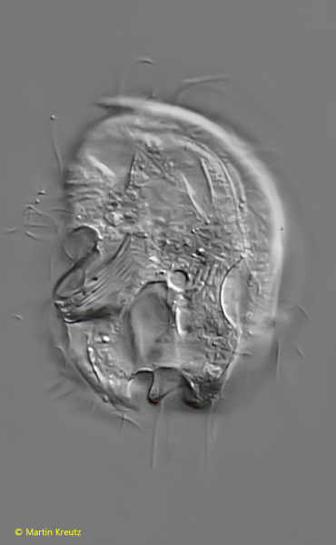 Epalxella-antiquorum