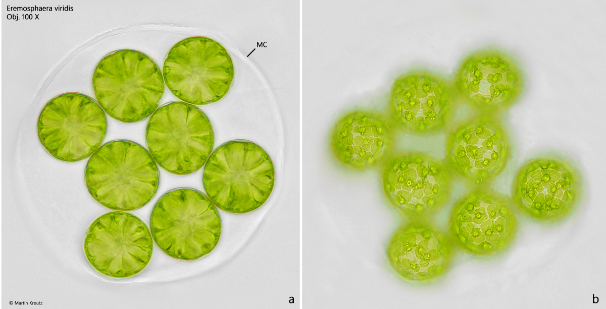 Eremosphaera-viridis