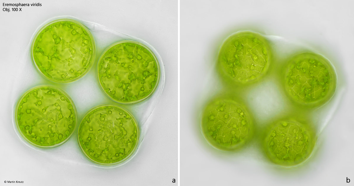 Eremosphaera-viridis