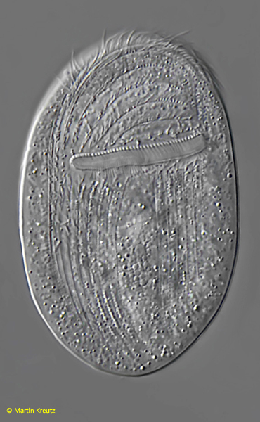 Gastronauta-membranaceus