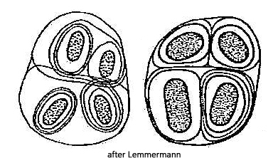 Gloeothece-tepidariorum