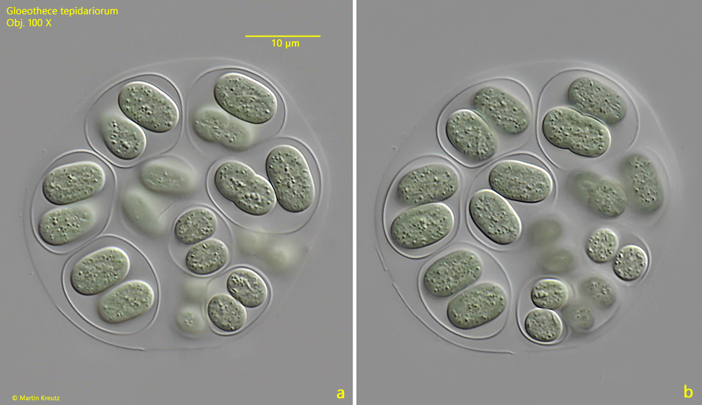 Gloeothece-tepidariorum