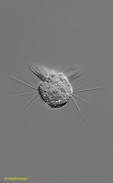 Halteria-grandinella