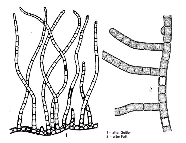 Hapalosiphon-hibernicus