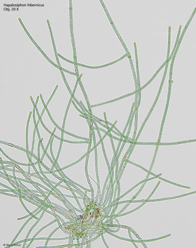 Hapalosiphon-hibernicus