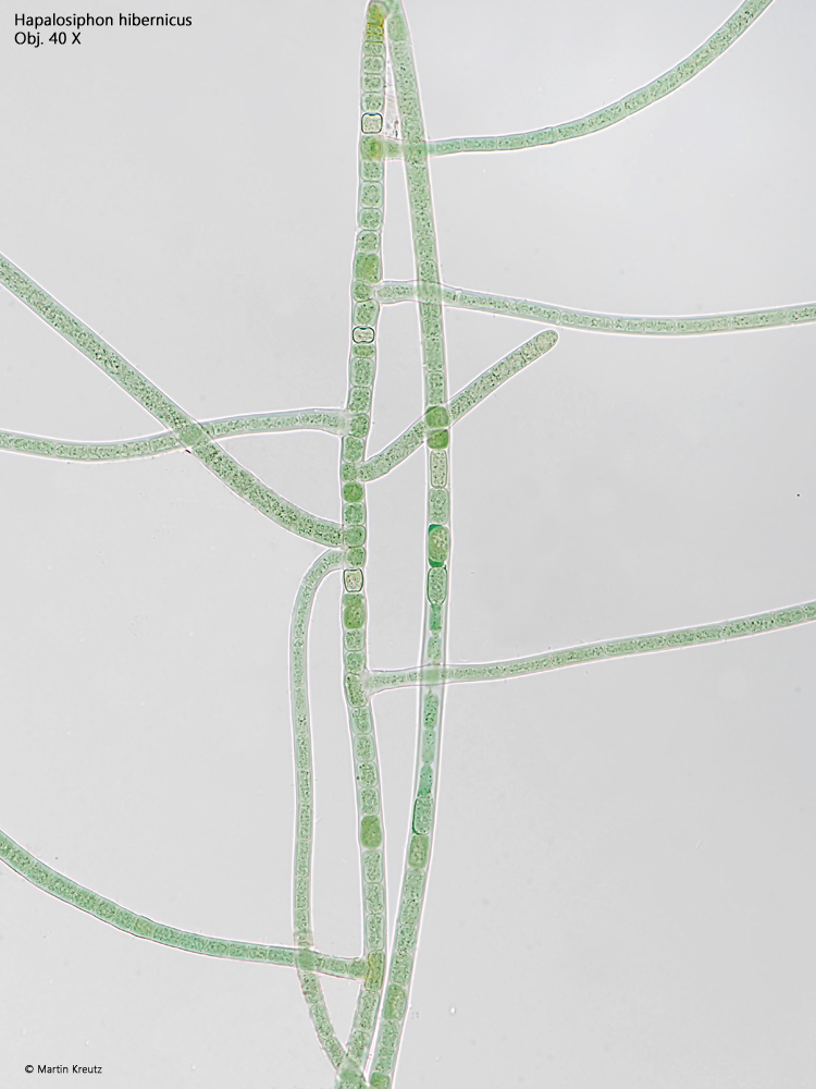 Hapalosiphon-hibernicus
