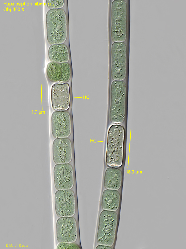 Hapalosiphon-hibernicus