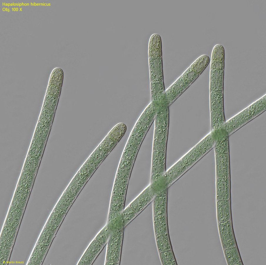 Hapalosiphon-hibernicus