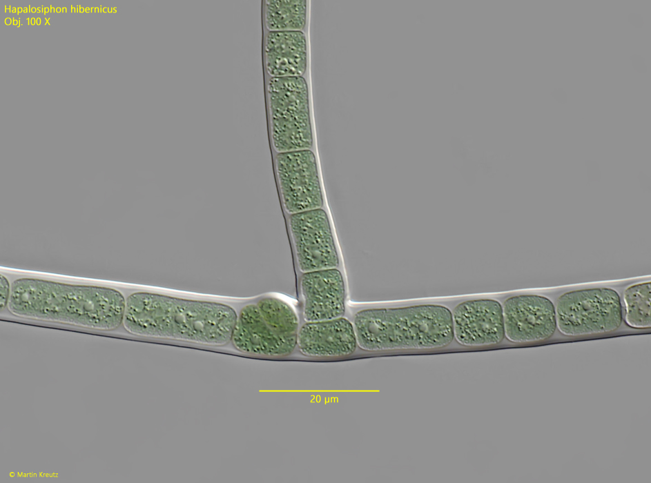 Hapalosiphon-hibernicus