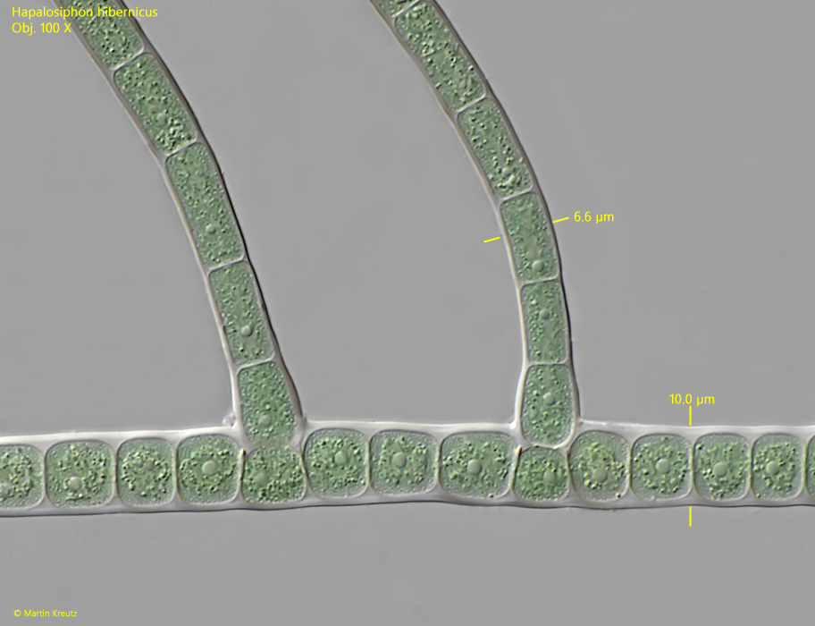 Hapalosiphon-hibernicus