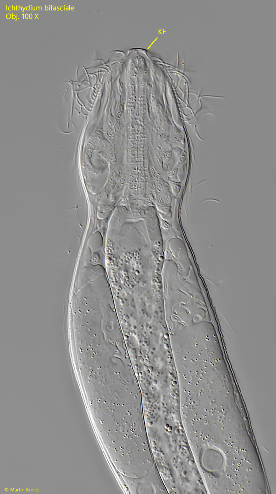 Ichthydium-bifasciale