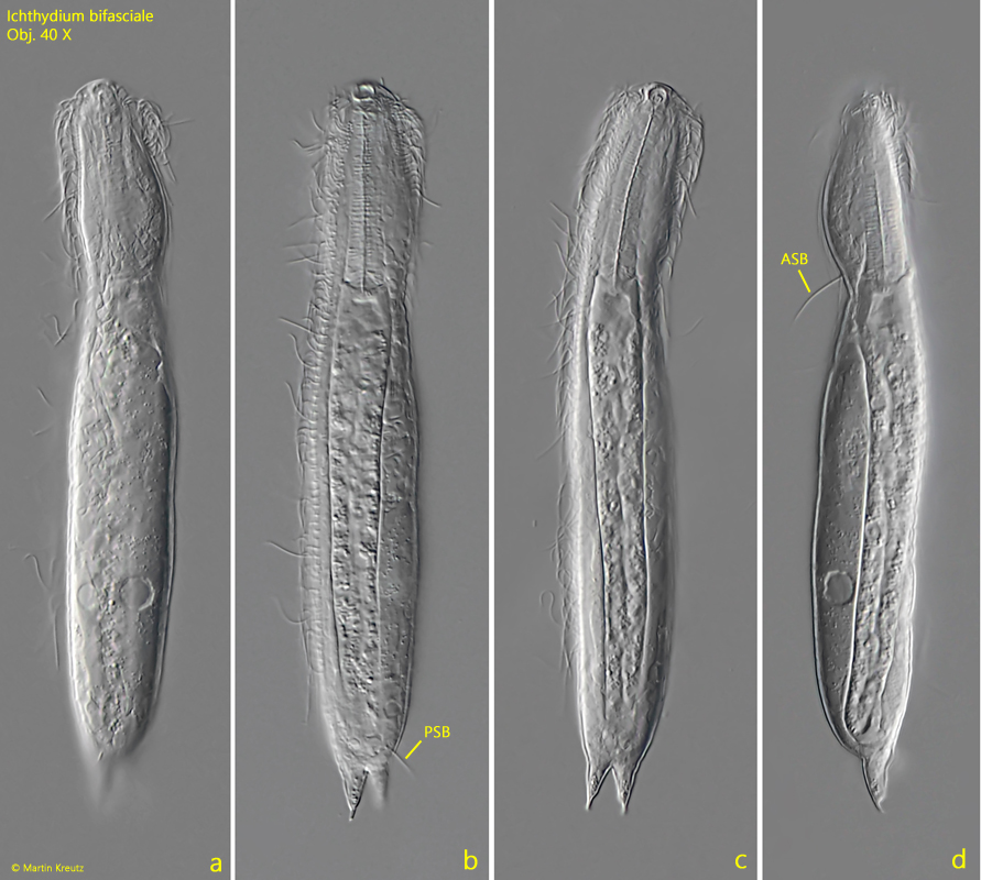 Ichthydium-bifasciale