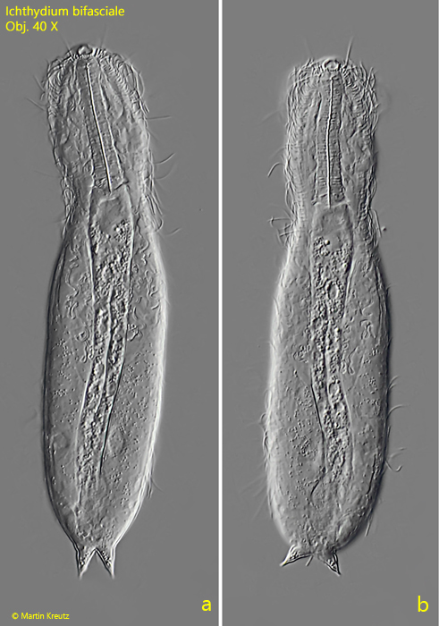Ichthydium-bifasciale
