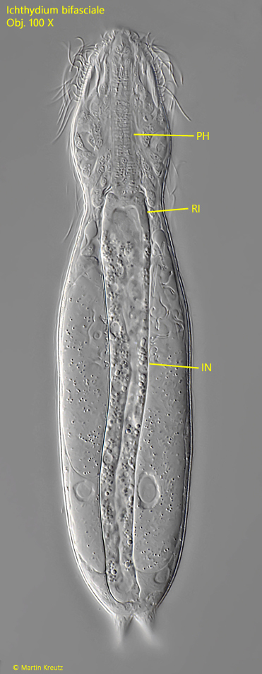 Ichthydium-bifasciale