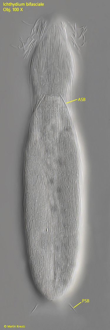 Ichthydium-bifasciale