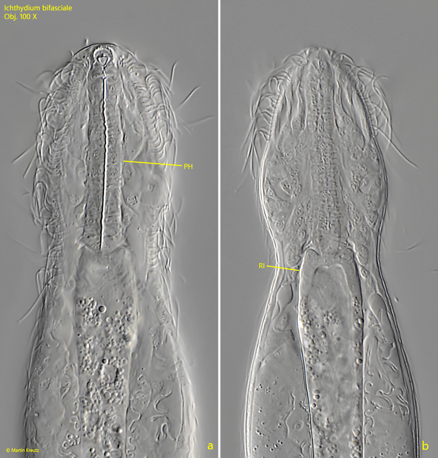 Ichthydium-bifasciale