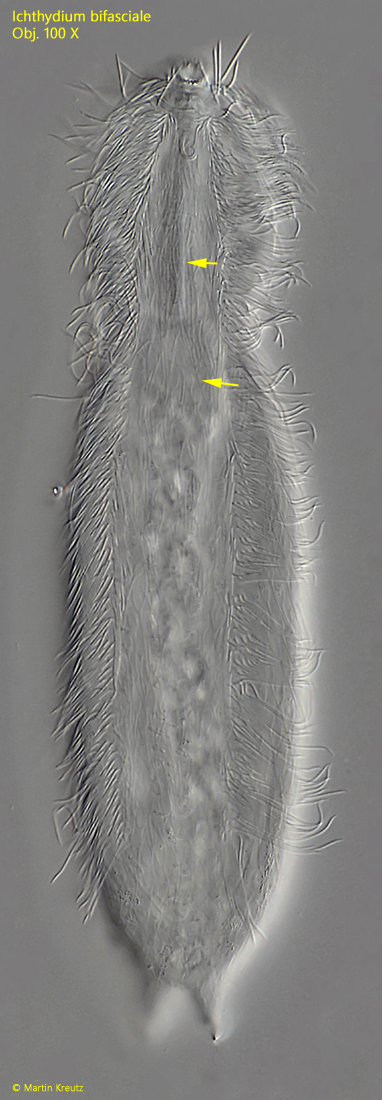 Ichthydium-bifasciale