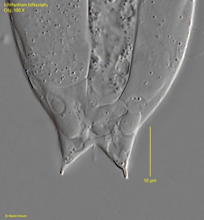 Ichthydium-bifasciale