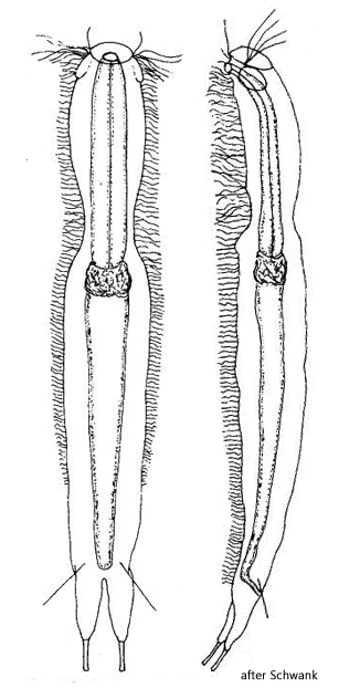 Ichthydium-bifasciale