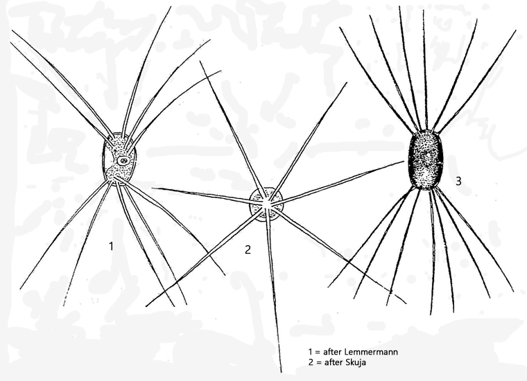 Lagerheimia-longiseta