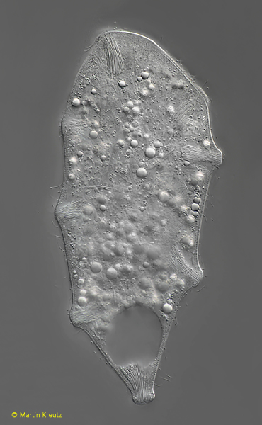 Legendrea-pespelicani