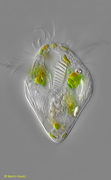 Limnostrombidium-viride