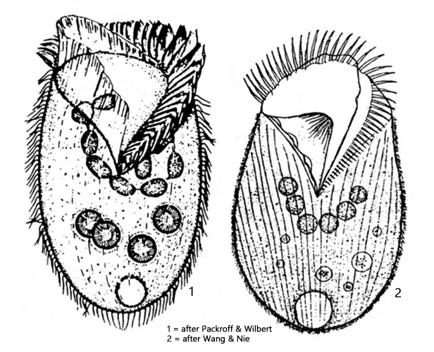 Linostomella-vorticella