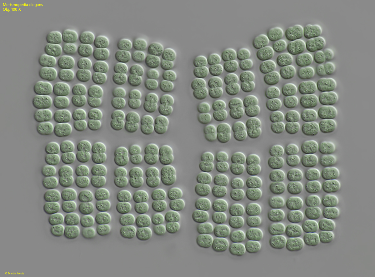 Merismopedia-elegans