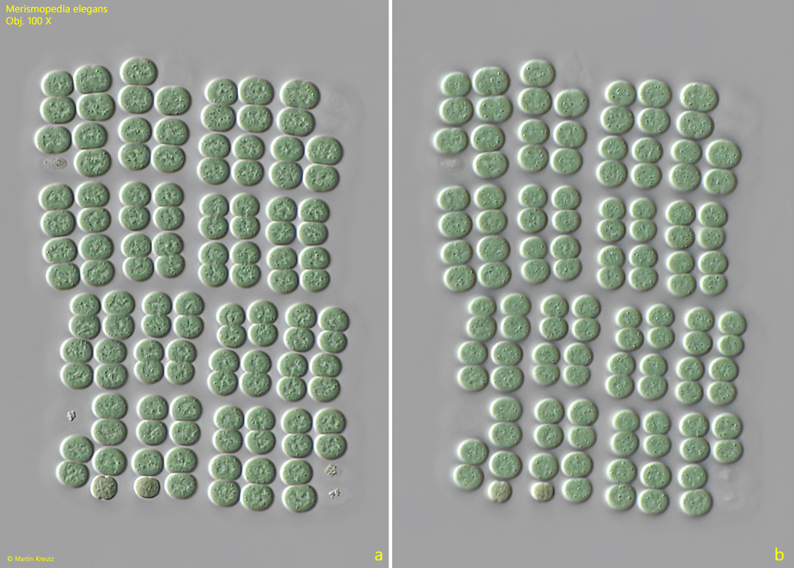 Merismopedia-elegans