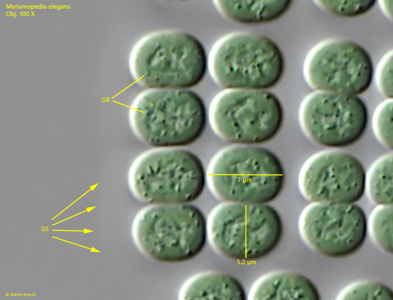 Merismopedia-elegans